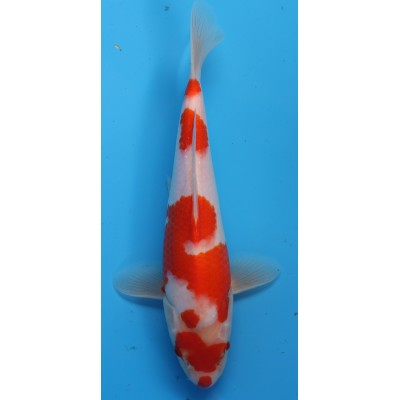 Kohaku Tateshita - Murata...